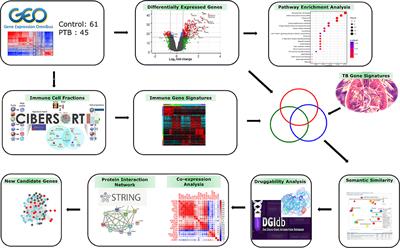 Transcriptome-Based Molecular Networks Uncovered Interplay Between Druggable Genes of CD8+ T Cells and Changes in Immune Cell Landscape in Patients With Pulmonary Tuberculosis